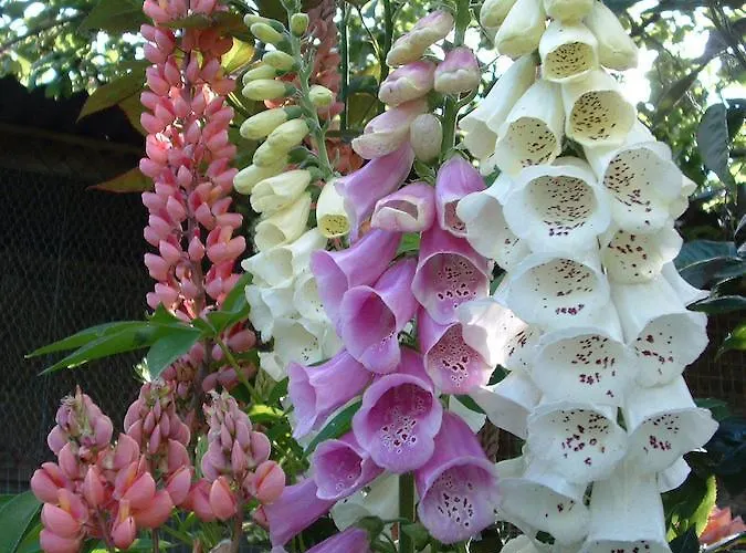 D'hôtes Le Forgeron 3* Chateaumur